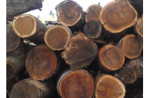 Acacia timber market prospects