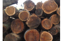 Acacia timber market prospects Acacia timber market prospects