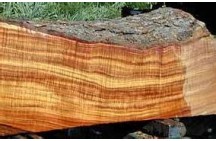 History of acacia in China